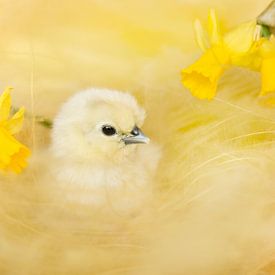 Lente kuiken sur Leora Kalisvaart