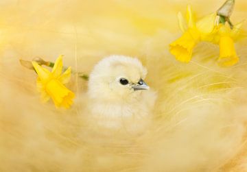 Lente kuiken van Leora Kalisvaart