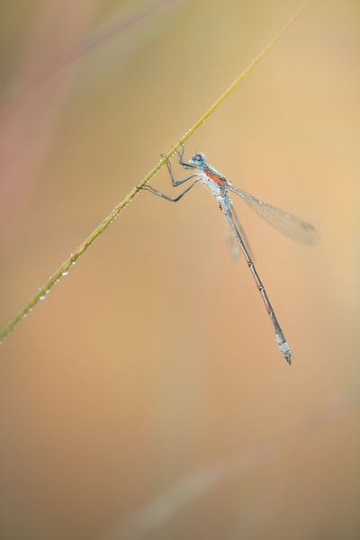 Lanterne (demoiselle) avec des gouttes de rosée par Moetwil en van Dijk - Fotografie