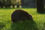 Hedgehog by Armin Wolf thumbnail
