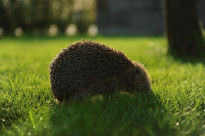 Hedgehog by Armin Wolf