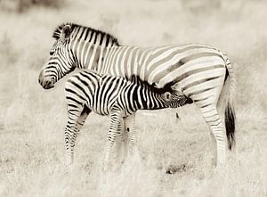 Stripes! by Robert Kok