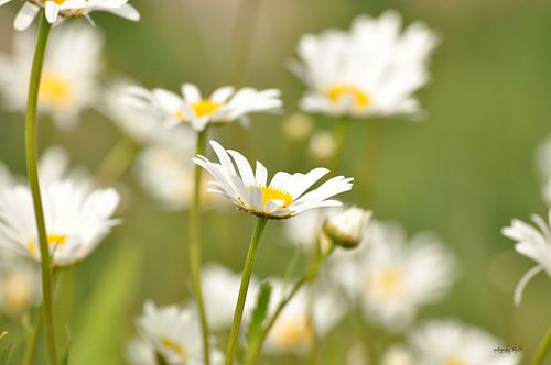 des fleurs de marguerites dans les champs