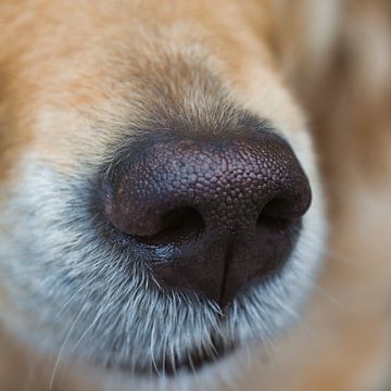 Het neusje van de hond van Miny'S