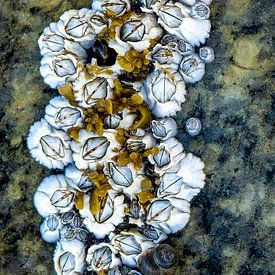 Zeepokken, kunst van de zee van Sia Windig