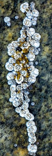 Zeepokken, kunst van de zee