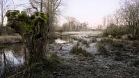 Saule têtard d'hiver au lever du soleil