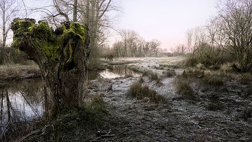 Winter pollard willow at sunrise