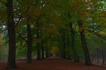 Autumnleaves van Ivo Heus