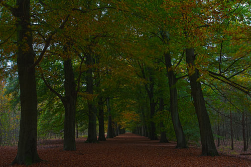 Autumnleaves