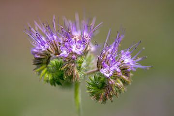 Facelia blüten von Mario Plechaty Photography