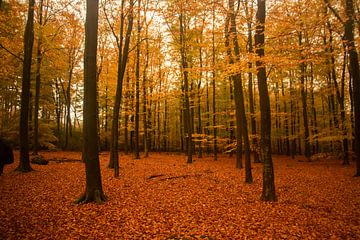 Herbstlandschaft in Utrecht von Kyra Hoekema