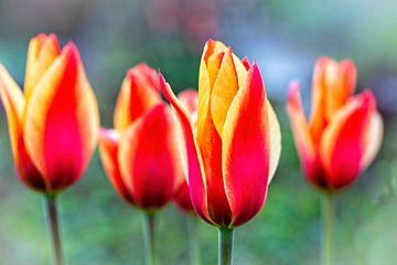 Tulipes sur Rob Boon