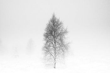 WINTER', Bäume im Nebel. Schwarz-Weiß-Fotografie.