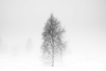 'WINTER', bomen in de mist. Zwart-wit fotografie. van Femke den Hollander