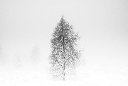 'WINTER' ;, arbres dans le brouillard. Photographie en noir et blanc.