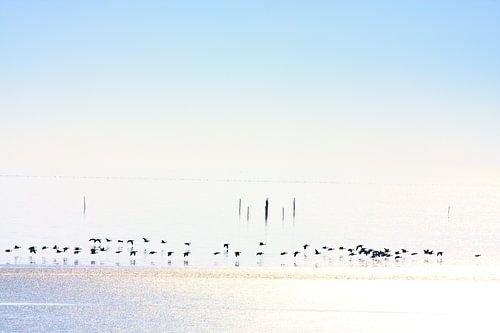 Winter geese frozen ice by Jan Brons