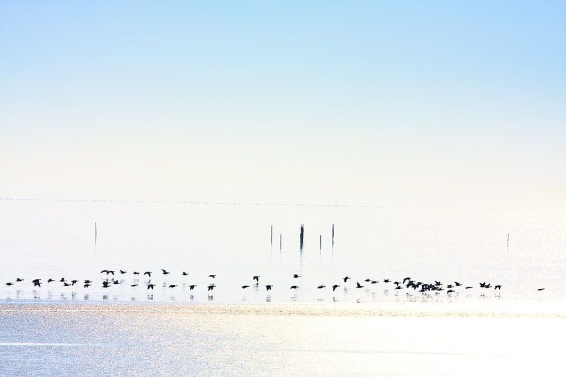 Winter geese frozen ice by Jan Brons