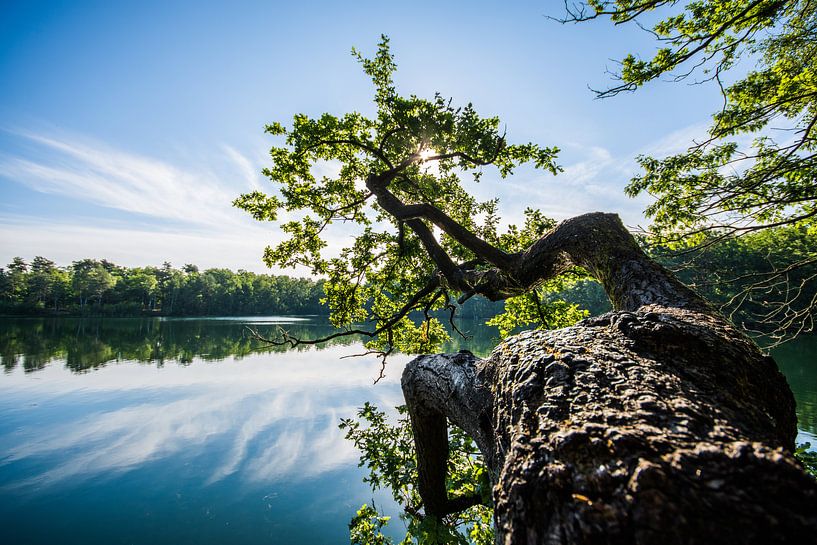 goude ochtend van Bart Liesenborgs