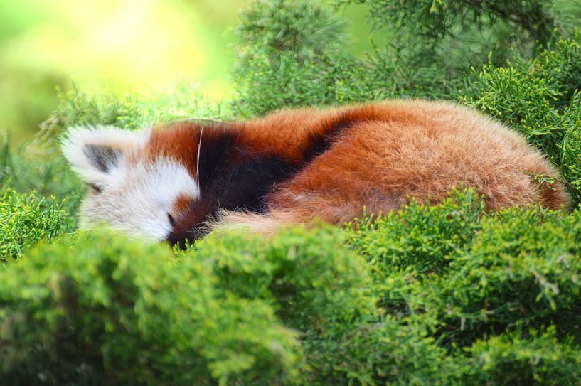 Sleeping little red panda by Ezra Middelburg