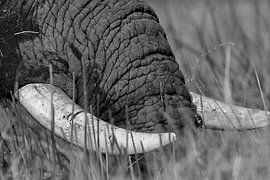Tusks by Henk Langerak