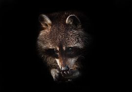 Süßer flauschiger kleiner Tier-Waschbär, schwarzer Hintergrund