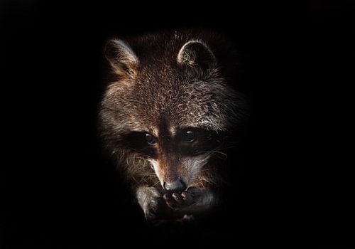 Schattig pluizig diertje wasbeer, zwarte achtergrond