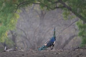 Ein grüner Pfau in der Leere des Baluran-Nationalparks