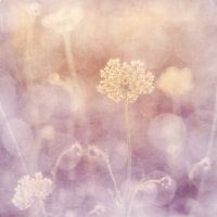 summer morning II