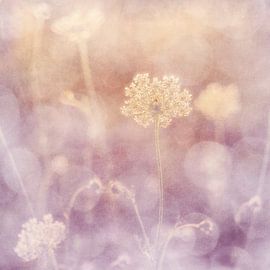 Sommermorgen II von Daniela Beyer