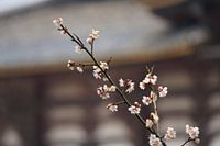 Witte Japanse abrikoos bij tempel