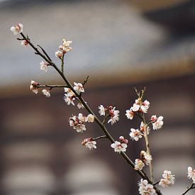 Witte Japanse abrikoos bij tempel van Sacha Ooms