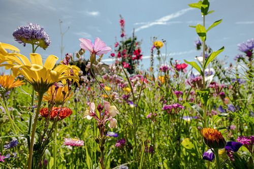 Bloemenveld in de ochtend