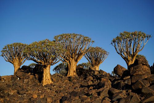 Cinq arbres-carquois (quiver trees) sur les rochers près de Keetmanshoop, en Namibie
