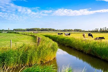 De koeien in het weiland bij Domburg van Danny Bastiaanse