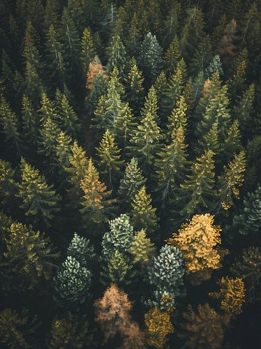 Romantische ontsnapping naar het hart van het bos
