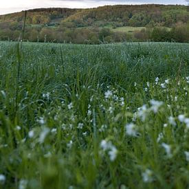 La vallée de la Gulp par une tranquille soirée de printemps sur Max van Gils