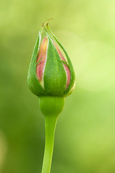 Ontluikend roosknopje van Margot van den Berg