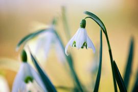 Galanthus nivalis sur Jessica Berendsen