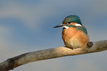 Kingfisher / Eurasian Kingfisher ( Alcedo atthis ) perched in a spotlight, wildlife, Europe.