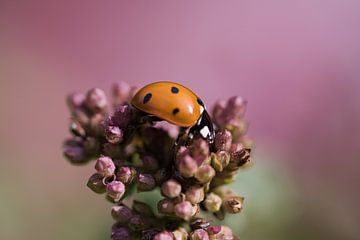 A ladybird on a flower by Martin Köbsch