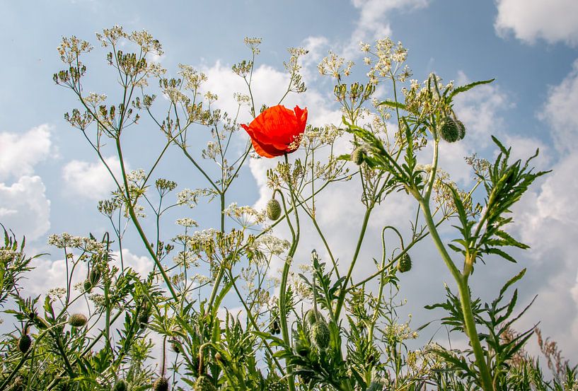 Flowering cow parsley and poppy taken in frog perspective by Henk Hulshof
