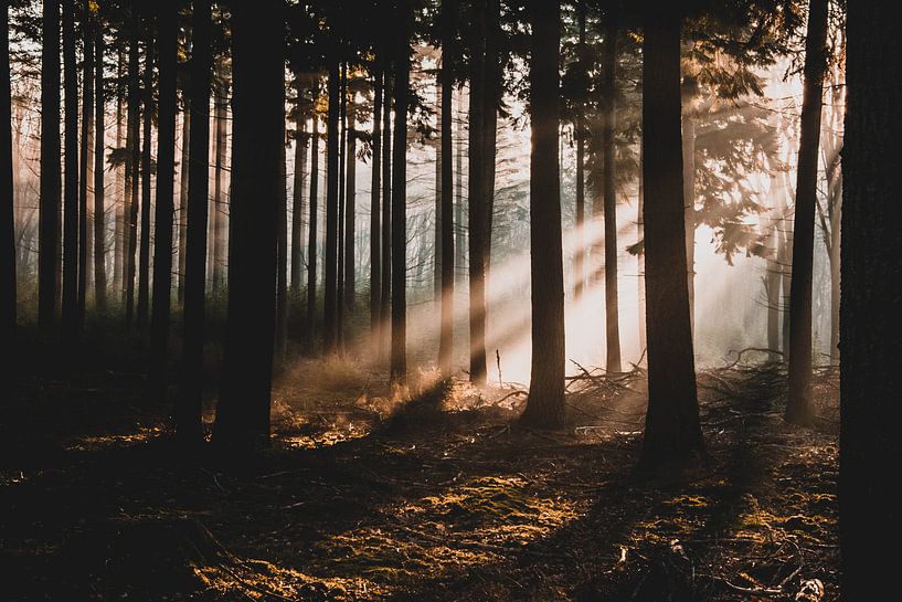 Zonnestralen in het bos van Sven Goedhart