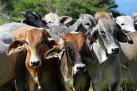 Cows