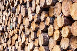 boomstammen gestapeld von Martin Hulsman