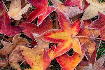 Herfstkleuren van Bart Ceuppens