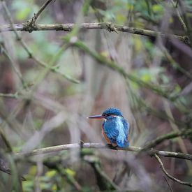 Kingfisher in Vondelpark by Tom Zwerver