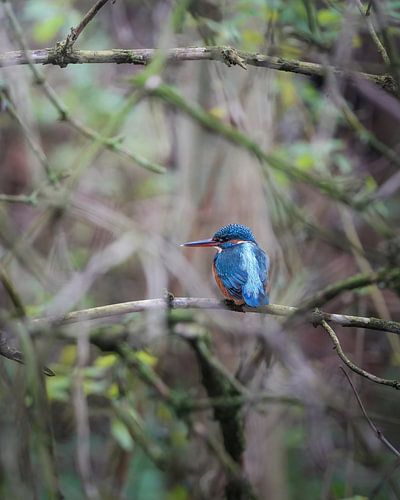 Kingfisher in Vondelpark