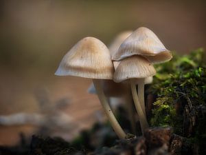 Paddenstoelen in het bos van Maikel Brands