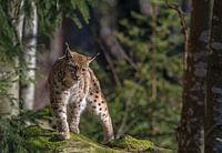 Lynx